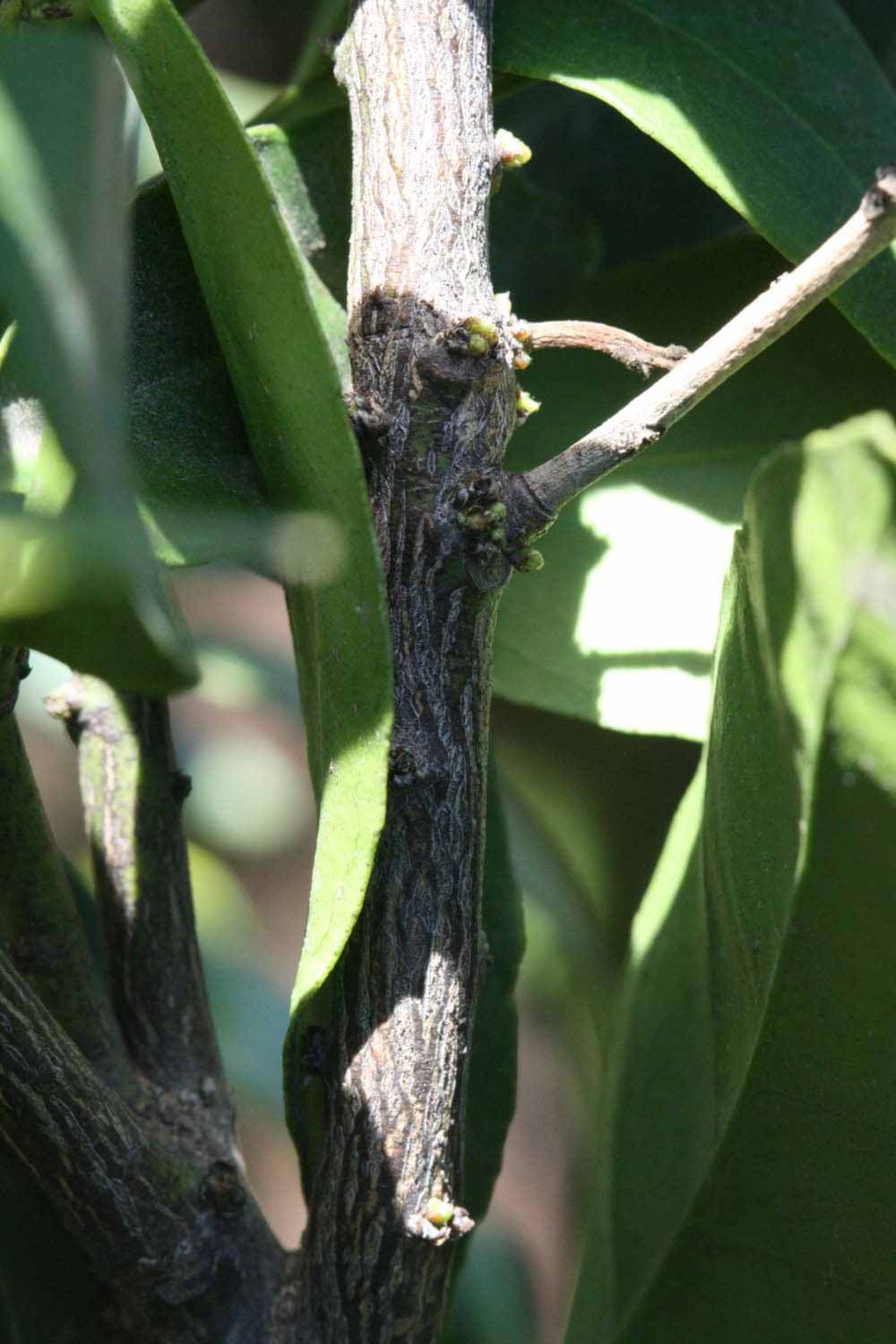              Second - third year twig (Riverside, CA)       